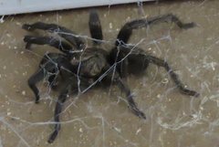 Seqocrypta