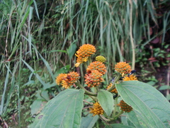 Tilesia baccata
