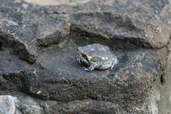 Breviceps adspersus