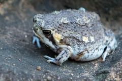 Breviceps adspersus
