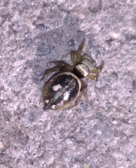 Heliophanus apiatus