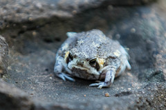 Breviceps adspersus