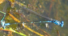 Enallagma divagans