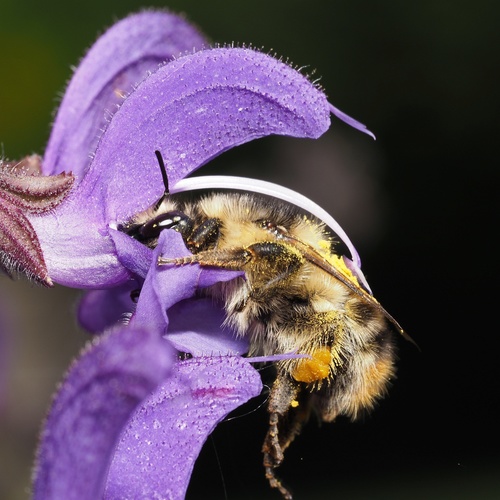 Shrill Carder-Bumble bee, Harsleben, Germany, photo 10 of 10