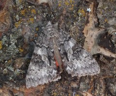 Catocala semirelicta