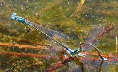 Enallagma divagans