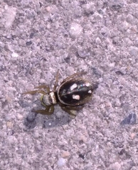 Heliophanus apiatus