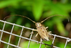Temnosternus planiusculus