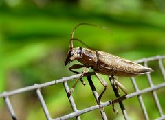 Temnosternus planiusculus