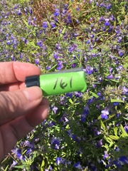 Collinsia grandiflora