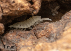 Platyarthrus hoffmannseggii