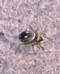 Heliophanus apiatus