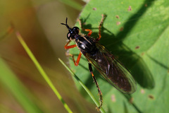 Dioctria rufipes