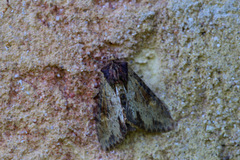 Apamea crenata