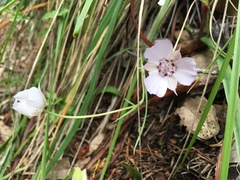 Calochortus umbellatus