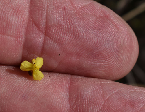 Xyris pauciflora observed 2024-05-04