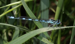 Coenagrion mercuriale