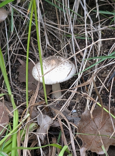 Agaricus placomyces