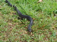 Atractus gigas