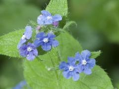 Pentaglottis sempervirens