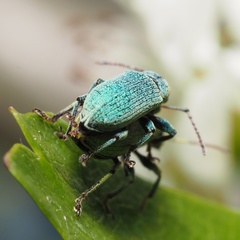 Phyllobius maculicornis