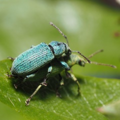 Phyllobius maculicornis
