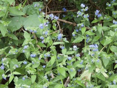 Pentaglottis sempervirens