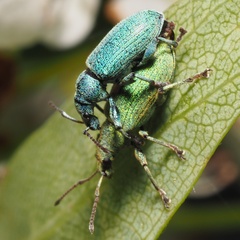 Phyllobius maculicornis