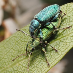 Phyllobius maculicornis
