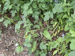 Pentaglottis sempervirens