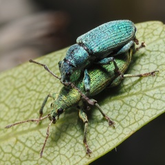 Phyllobius maculicornis