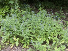 Pentaglottis sempervirens