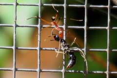 Leptomyrmex
