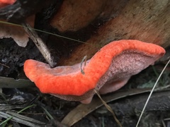 Aurantiporus pulcherrimus