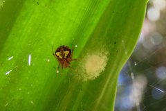 Araneus albotriangulus