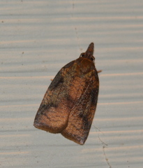 Cenopis eulongicosta