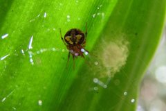 Araneus albotriangulus