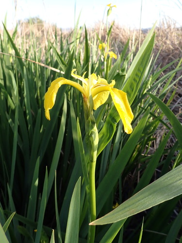 Avistamiento Lirio amarillo (Iris pseudacorus, Mezquita)