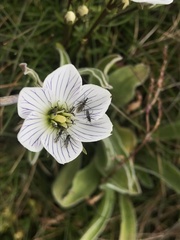 Gentianella muelleriana