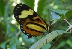Hypothyris euclea laphria