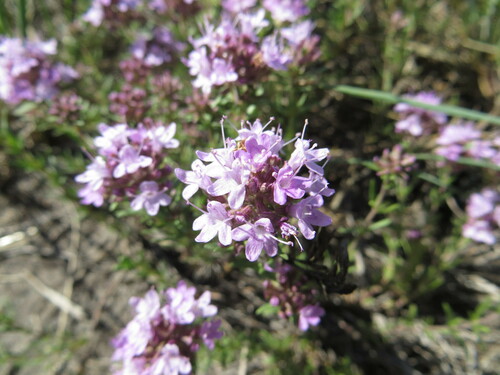 Image of Thymus pallasianus by (c) Andrey Sdobnikov, some rights reserved (CC BY)
