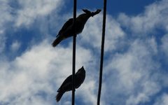 Dacelo novaeguineae novaeguineae