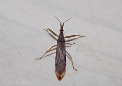 Pnirontis edentula