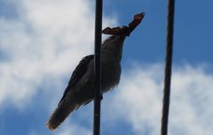 Dacelo novaeguineae novaeguineae