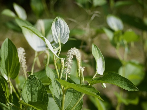 Saururus chinensis