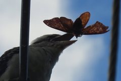 Dacelo novaeguineae novaeguineae