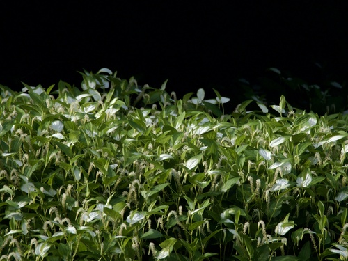 Saururus chinensis