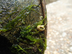 Chelonibia testudinaria