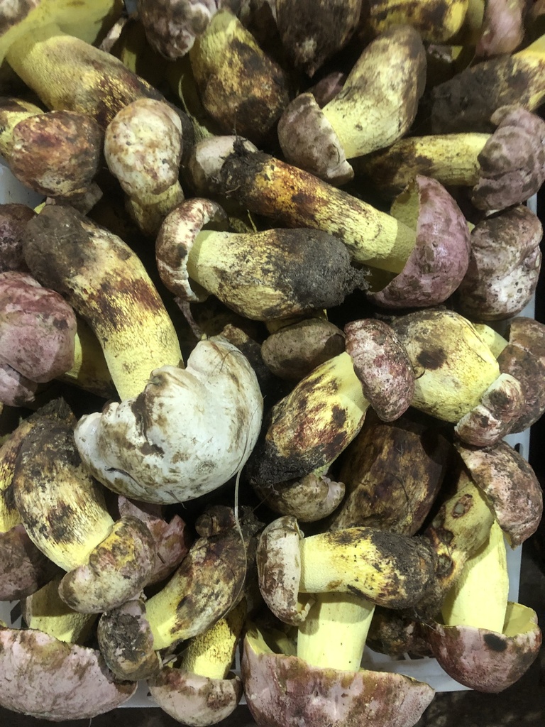 Butyriboletus roseoflavus