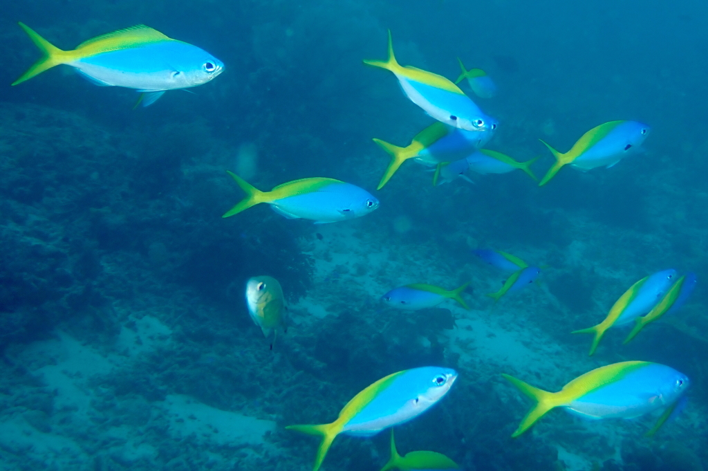 Yellow and blueback fusilier